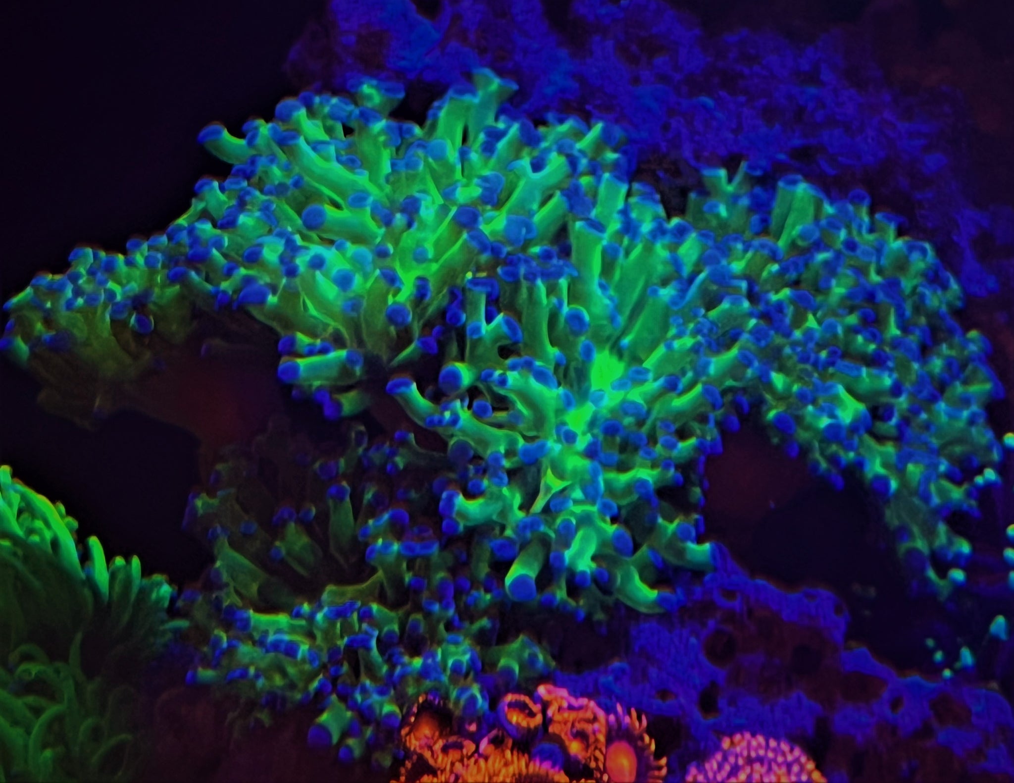 ALL Coral – Page 2 – Pisces Fish And Coral