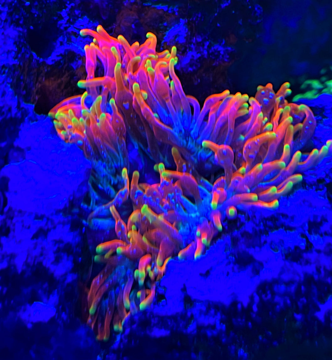 Pisces Rainbow Dreams Bubble Tip Anemone
